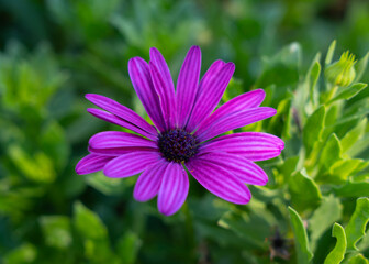 lilafarbene Blume 