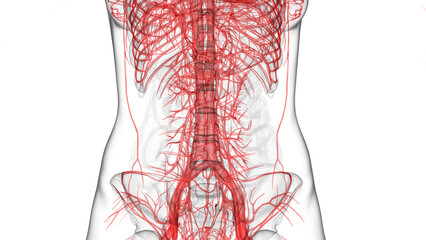 3D Rendered Medical Illustration of Female Anatomy - circulatory system