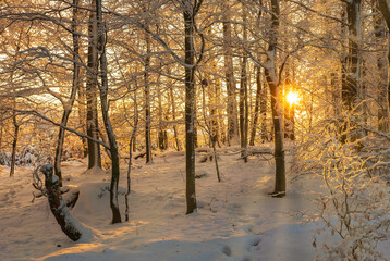 Forest covered with snow in the Taunus/Germany at sunset against the light