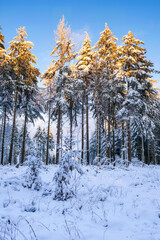 A group of snow-covered conifers in the Taunus - Germany