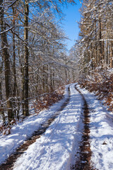 Forest path in Taunus/Germany in winter on a sunny day