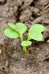 closeup the small green ripe radish plant with soil in the farm soft focus natural green brown background.