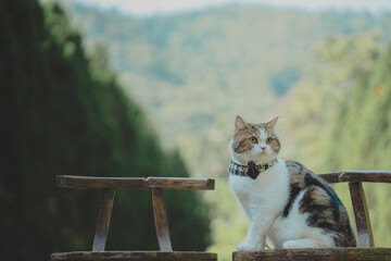 travel in autumn with scottish cat with tree and mountain background