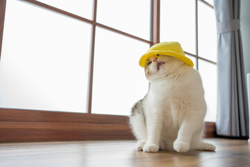 travel japan concept with scottish cat wear yellow hat