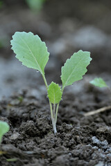 closeup the ripe green cabbage plant with soil heap growing in the farm soft focus natural green brown background.