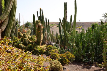 Cactus in the Fuerteventura Botanical Garden
