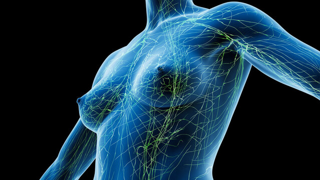 3D Rendered Medical Illustration of Female Anatomy - lymphatic.
