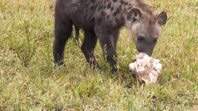 Closeup of a hyena cub that finds a skull and runs away with it.