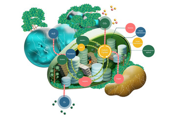 Illustration in Isometric Style of Chloroplast of a Plant on transparent Background