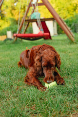 Happy funny Irish Setter dog enjoying and playing with ball toy outdoors. 
