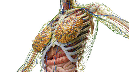 3D Rendered Medical Illustration of Female Anatomy - Internal organs