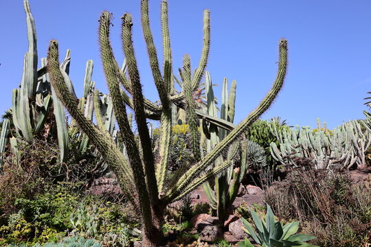 Cactus in the Fuerteventura Botanical Garden
