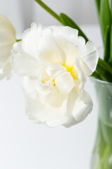 Light tulip close up spring flowers in vase