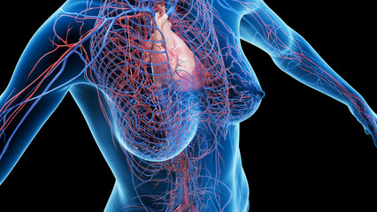 3D Rendered Medical Illustration of Female Anatomy - Cardiovascular system