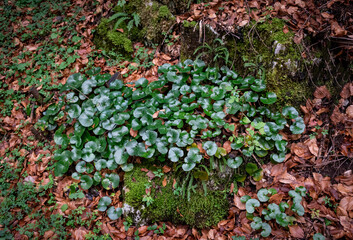 Asarabacca plant in Tara National Park