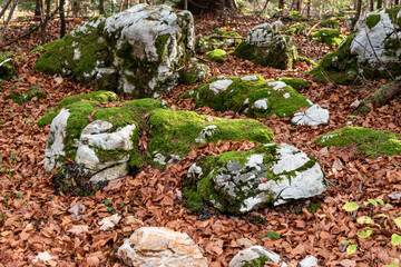 Mossy Stone in Tara National Park