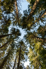 Tara National Park in Serbia