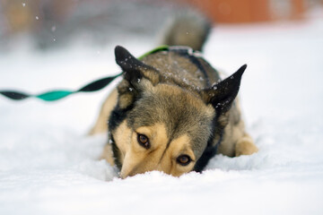 Husky dog with a muzzle in winter, close-up. Winter season. Selective focus