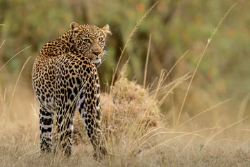 Zelfklevend Fotobehang Luipaard leopard in the grass