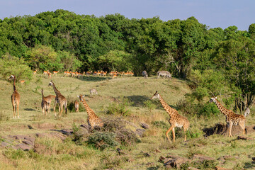 giraffe, Zebra, Impala, Gazelle in the savannah