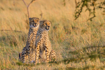 cheetah cubs in the savannah