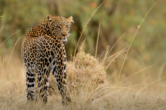 leopard in the grass