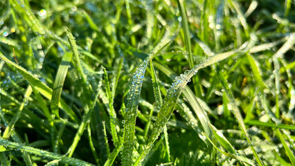 Nature desktop wallpaper dew in the green grass. High quality photo
