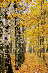 sun in a golden birch grove in autumn in october