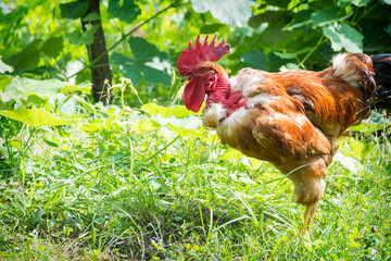 A young bare neck breed chick stands in the garden in summer.
