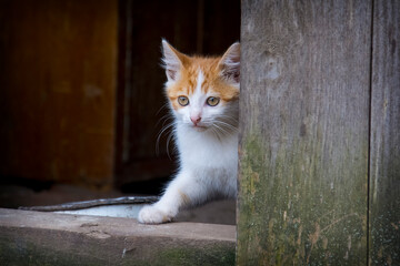 In summer, in the yard, a small red kitten peeks out from behind the wall.