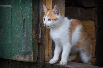 In summer, in the yard, a small red kitten peeks out from behind the wall.