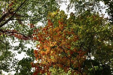 Fototapeta premium The green and orange leaves in the tall trees.