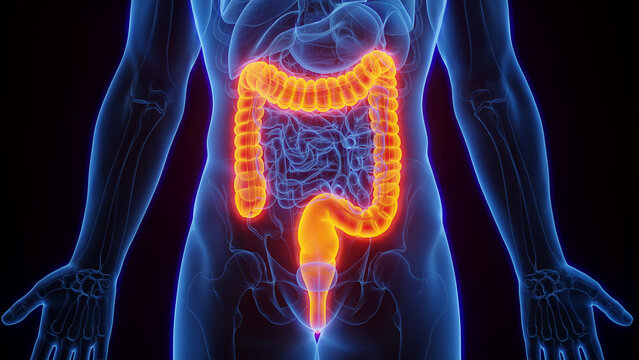 3D Rendered Medical Illustration of Male Anatomy - The Colon. Plain Black Background.