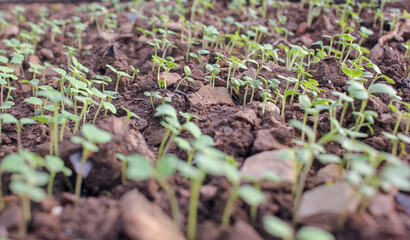 turnip seeds growing fast in a greenhouse