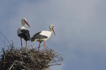 Couple of storks in the nest