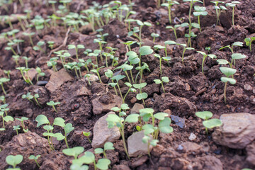 tunips starting to grow in a greenhouse