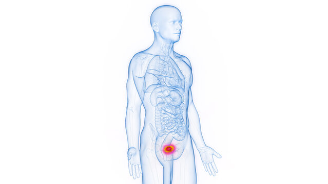3D rendered Medical Illustration of Male Anatomy - Urinary Bladder.