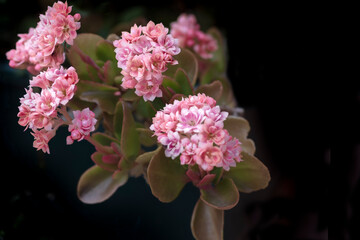 Flores rosas