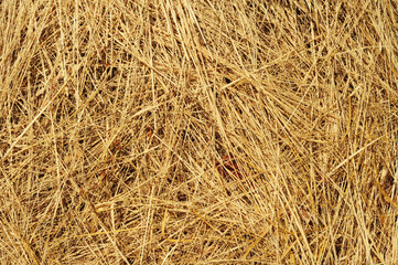 Hay texture background. Hay straw seamless texture with copy space.