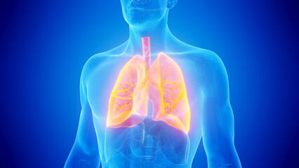3D Rendered Medical Illustration of Male Anatomy - The Lungs