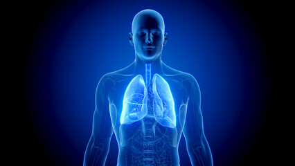 3D Rendered Medical Illustration of Male Anatomy - The Lungs