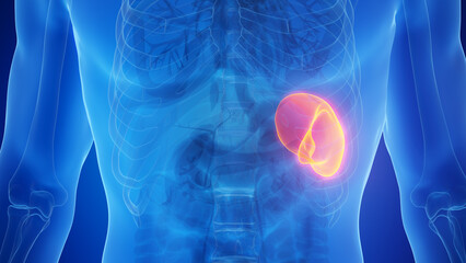 3D Rendered Medical Illustration of Male Anatomy - The spleen.