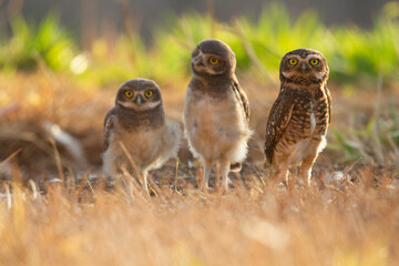 A family of a burrowing owl on the nature