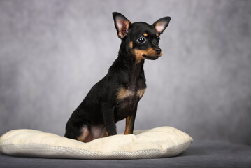 russkiy toy puppy sitting on soft pet bed, studio shot