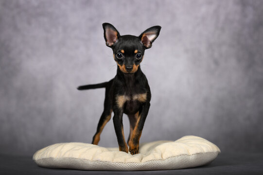 black and tan russkiy toy puppy standing on a pillow, studio shot on gey background