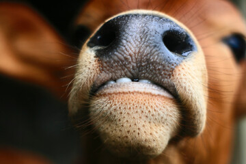 Close up of mouth cow