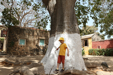 Tourist child, cute kid, fashion boy and baobab tree. Senegalese street in Goree island, Dakar,...