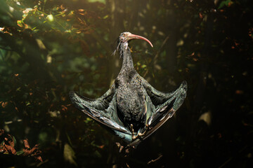 Northern bald ibis (Geronticus eremita) basks in the sun with outstretched wings on a branch