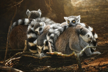 A group Lemur kata (Lemur catta) lies and rests on a sunny day