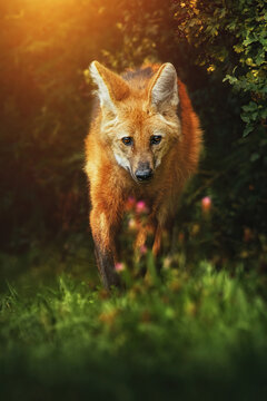 Maned wolf (Chrysocyon brachyurus) walking towards the camera at sunset in the grass